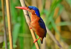 Eisvogel, Äthiopien Reise