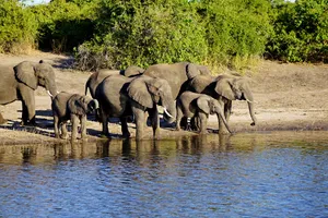 Elefanten im Chobe Nationalpark