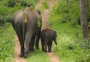 Elefanten in Südindien