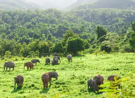 Elefantenherde im malerischen Kui Buri-Nationalpark
