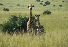 exklusivreise-uganda-giraffen-wildnis_1.jpg