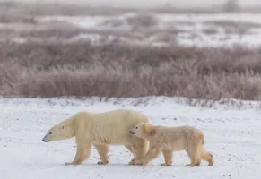 Eisbären an der Hudson Bay in Kanada – eines der beeindruckendsten Wildlife-Erlebnisse Nordamerikas.