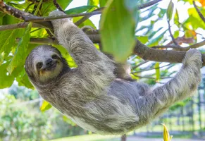 Faultier, Costa Rica