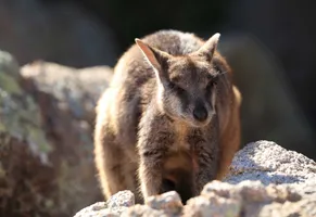 Felskänguru auf Magnetic Island