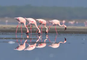 Flamingos im Little Rann of Kutch, Gujarat