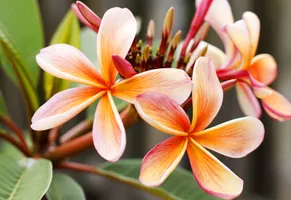 Frangipani Blüten