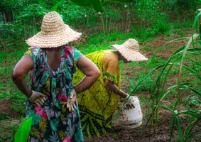 Frauen bei der Ernte, Libreville