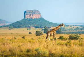 suedafrika_intensive-giraffen