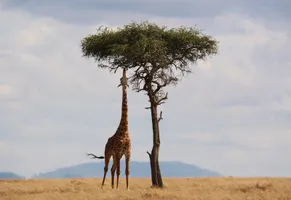 Giraffe