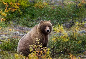 Grizzly Bär