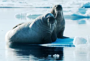 Walrösser © Oceanwide Expeditions