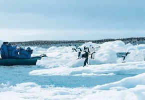 Pinguin-Beobachtungen vom Zodiac aus