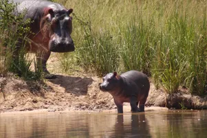 Flusspferd mit Jungem, Uganda