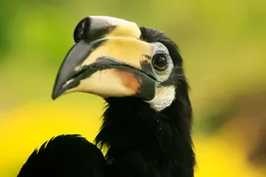 Hornbill