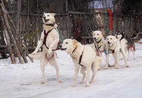 Eine Hundeschlittenfahrt gehört zu den authentischsten Wintererlebnissen auf einer Kanada-Reise.