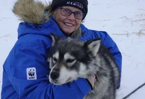Huskys sind kräftige Hunde, die für das Ziehen der Hundeschlitten eingesetzt werden.