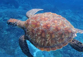 Meeresschildkröte, Raja Ampat