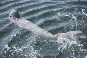 Irrawaddy Delfin