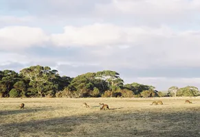 Kangaroo Island