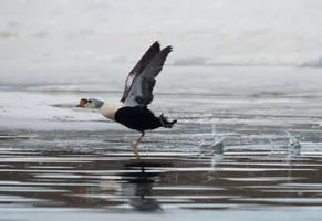 Eiderente © Oceanwide Expeditions Erwin Verneulen