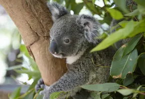 Koala, Australien