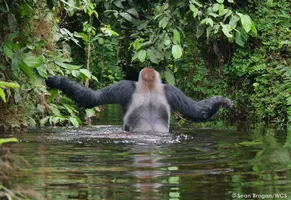 Buka im Fluss © SBrogan