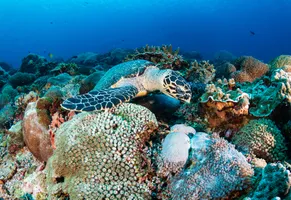 Echte Karettschildkröte im Korallenriff vor Nusa Penida