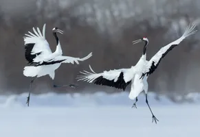 Kraniche auf Hokkaido