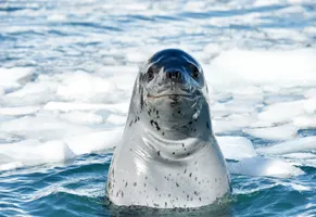 Sea Lion in der Antarktis