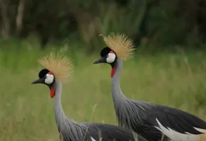 Kronenkraniche, Uganda