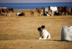 Tiere der Normaden im Song kul