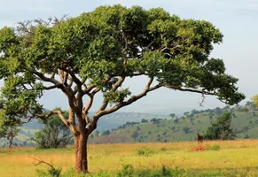 Landschaft in Uganda 