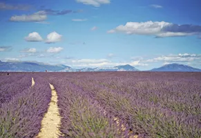Lavendelfelder in der Provence