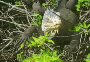 Leguan, Guadeloupe