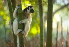 Lemur, Madagaskar