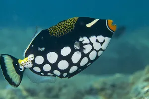 Ein Leopard-Drückerfisch