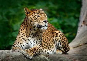 Leopard im Wilpattu-Nationalpark
