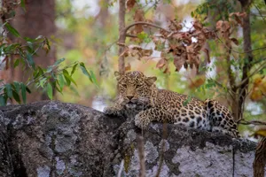 Leopard im Pench-Nationalpark 
