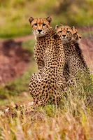 Leoparden im Aberdare Nationalpark