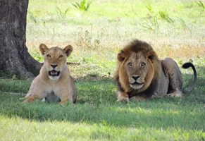 Löwen zählen zu den 