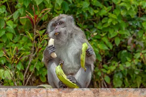long-tailed-macaque-Affe