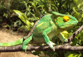 Madagaskar Reise, Chamäleon