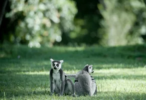 Madagaskar Reise, Lemuren