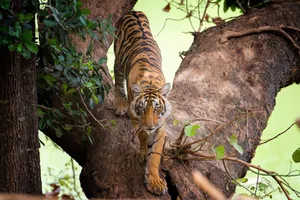 Ein Bengal-Tiger im Ranthambore-Nationalpark