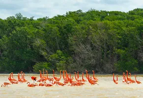 Flamingos, Celestún