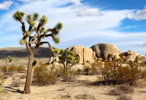 Joshua Tree-Nationalpark
