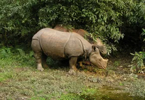 Nashörner in Chitwan