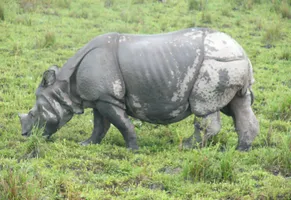 Nashorn im Kaziranga Nationalpark