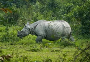 Panzernashorn - Kaziranga Nationalpark