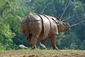 Indisches Panzernashorn, Kaziranga-Nationalpark